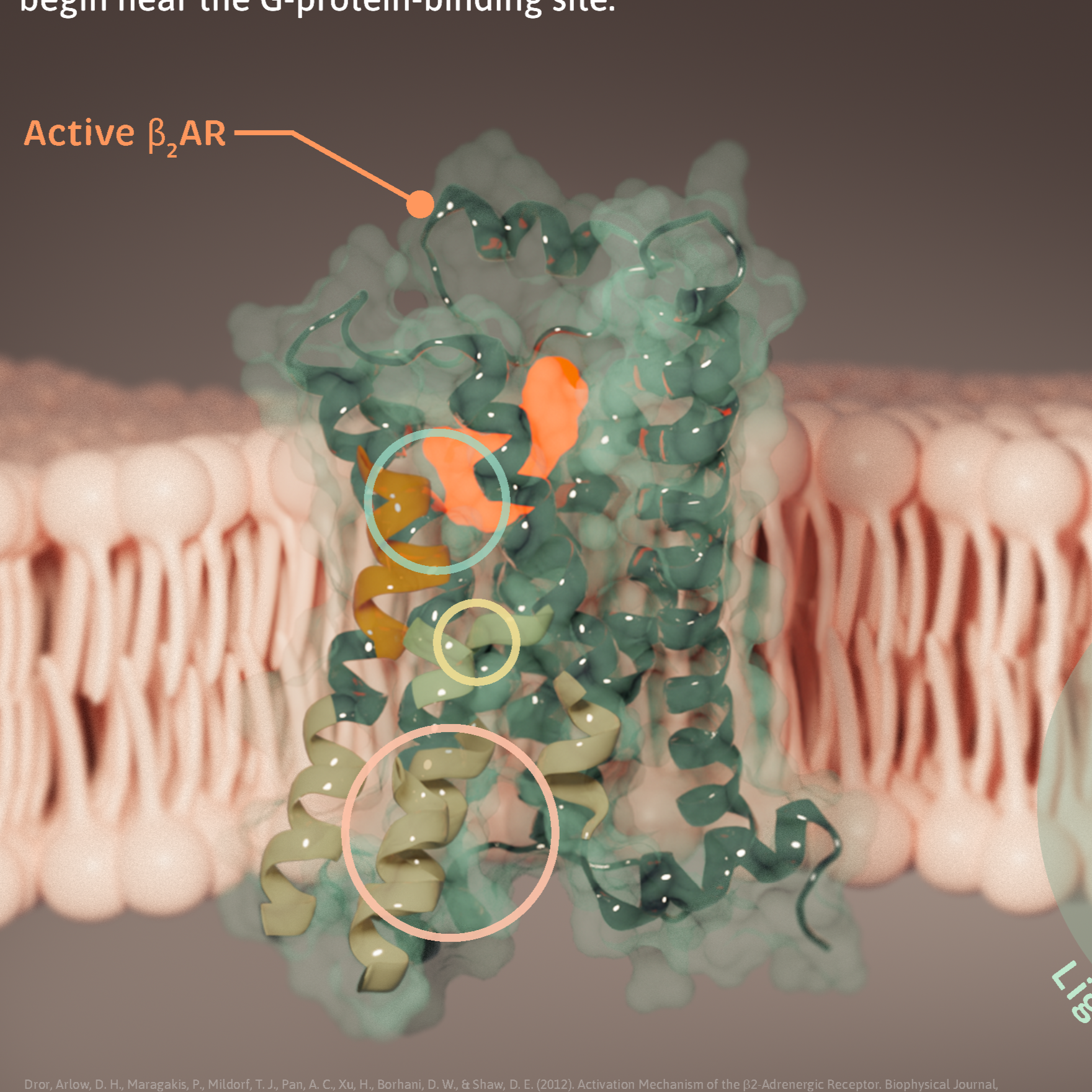 B2AR Activation Mechanism